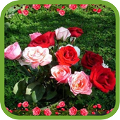 Beautiful Roses Pics icon