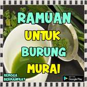 Ramuan Burung Murai