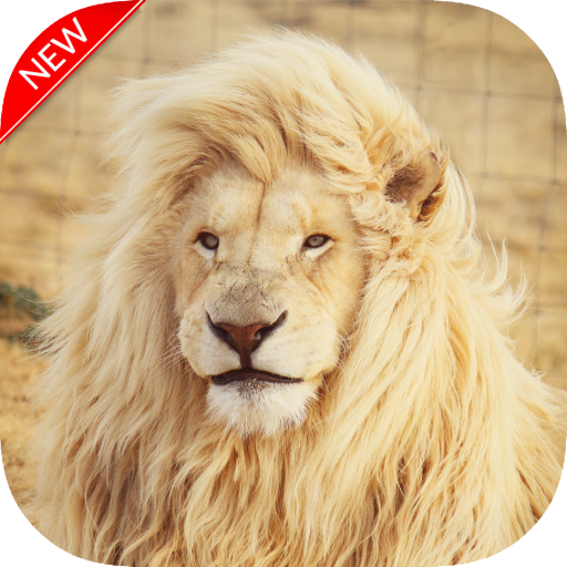 New Lion Wallpaper icon