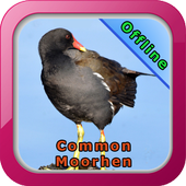 Common Moorhen icon