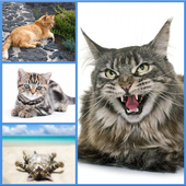 Cat Name Generator icon