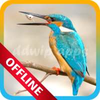 Suara Burung Pemikat on 9Apps