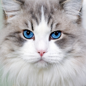 Game Cats Free Puzzle icon