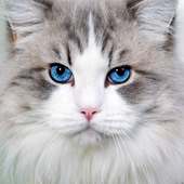 Game Cats Free Puzzle