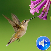 Hummingbird Sounds Ringtones icon