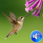 Hummingbird Sounds Ringtones on 9Apps