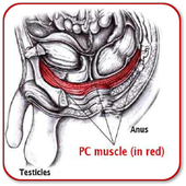 PC Muscle Exercises icon