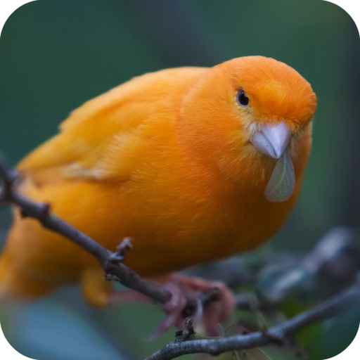 Birds Wallpaper icon