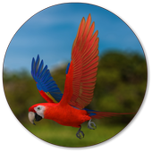 Parrot Wallpapers icon