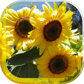Sunflower Magic live wallpaper icon