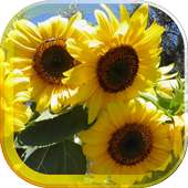 Sunflower Magic live wallpaper on 9Apps