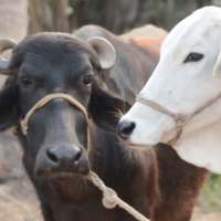 Pashumela: पशुमेला ऐप भैंस गाय FREE pashu mela