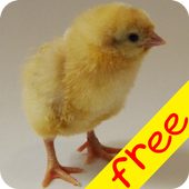 Baby Animal Farm (Free) icon
