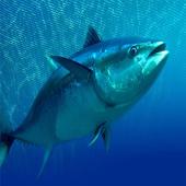 Tuna Fishing icon