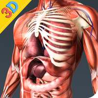 Human Anatomy And Physiology