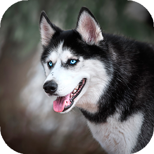 Husky dog Wallpaper HD Themes icon