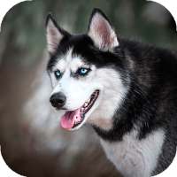 Wallpaper HD cane husky temi