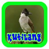 Suara Burung Kutilang