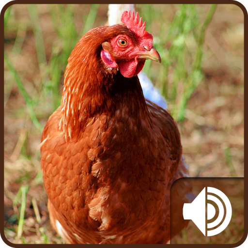 Chicken Sounds icon