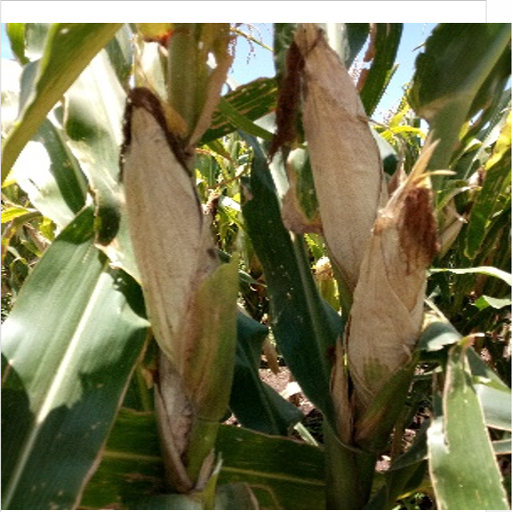 Control MLN Disease icon