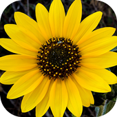 Private Photo Gallery icon