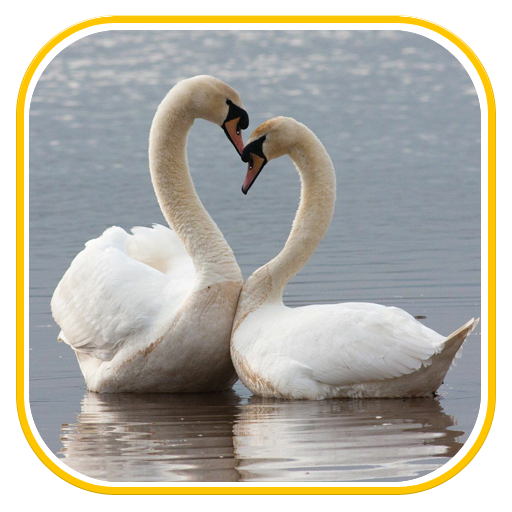 Birds Wallpapers icon