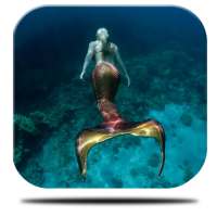 Mermaid Maritime Live on 9Apps