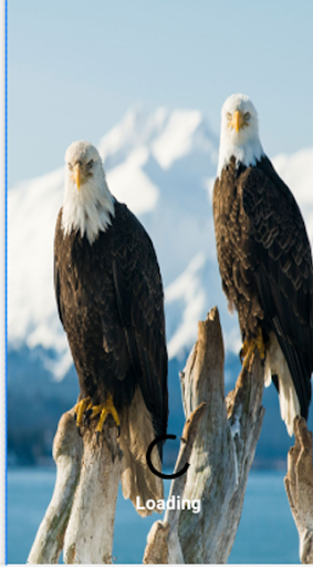 Birds And Animals Sounds Offline 2021 screenshot 1