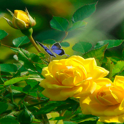Yellow Rose Butterfly LWP icon