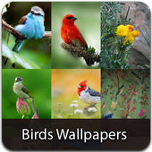Birds  Wallpapers icon