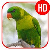 bird sounds icon