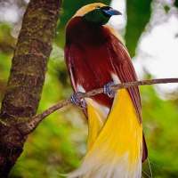 Lagu Daerah Indonesia Apuse on 9Apps