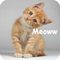 Understanding Cat Language