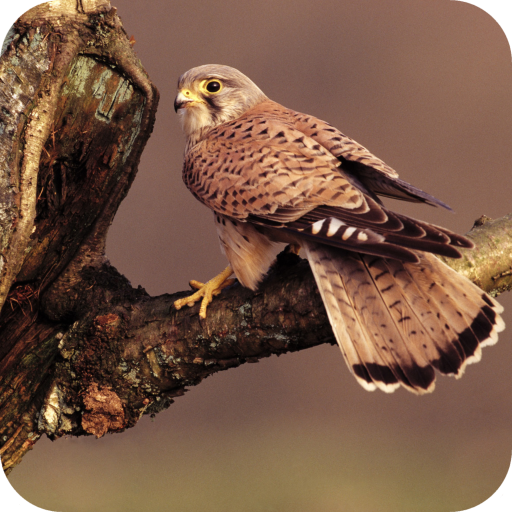 Predator Birds Full HD Wallpaper icon