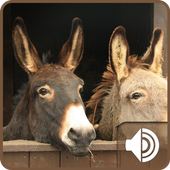Donkey Sounds icon