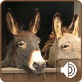 Donkey Sounds