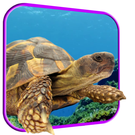 Turtle 3D Live Wallpaper icon