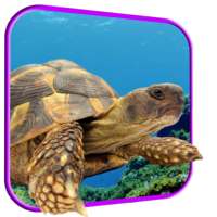 Turtle 3D Live Wallpaper