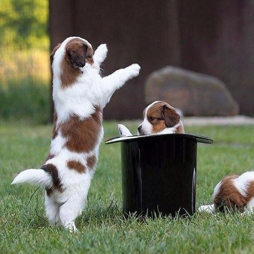 صور مضحكة 53 أيقونة