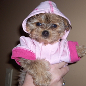 Yorkie Poo Dogs Jigsaw Puzzles icon