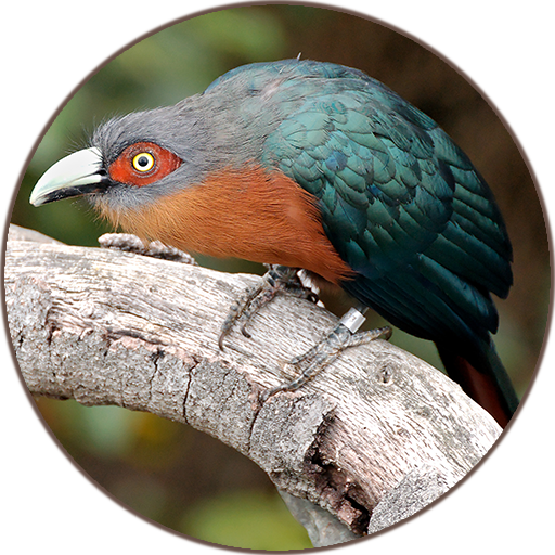 Cuckoos Bird (Animal) Sounds icon