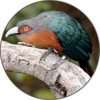 Cuckoos Bird (Animal) Sounds on 9Apps