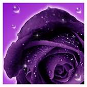 Roses live wallpaper on 9Apps