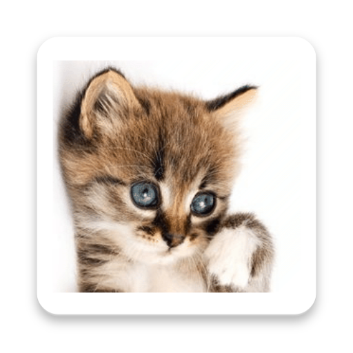How old is your cat? icon