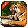 Tiger Live Wallpaper 2018 أيقونة