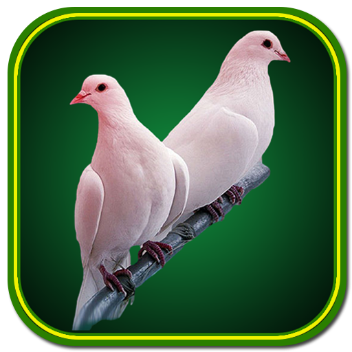 Birds Wallpaper Offline icon