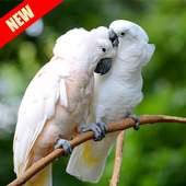 4k Cockatoo Parrot  Bird Live Video Wallpaper on 9Apps