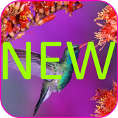 Hummingbirds Live Wallpaper icon