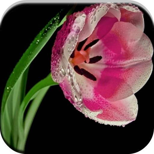 Good Morning Images icon