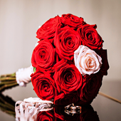 Hermoso fondo de pantalla de Rose Flowers "FREE HD icon